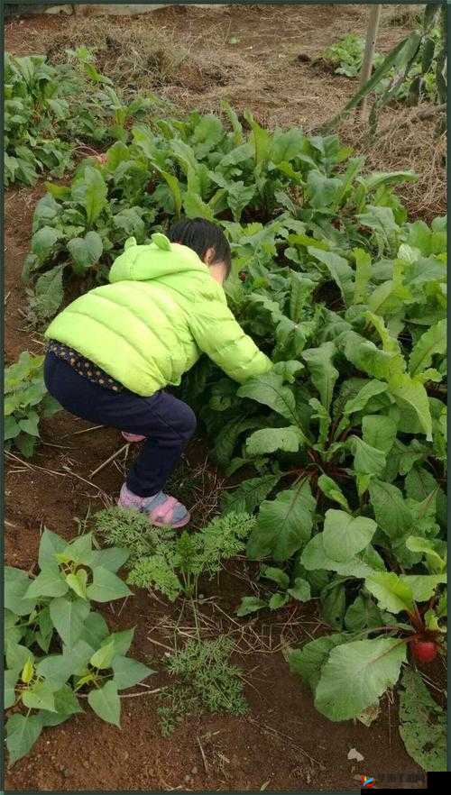 二人世界拔萝卜最新版本更新内容，你想知道的都在这里