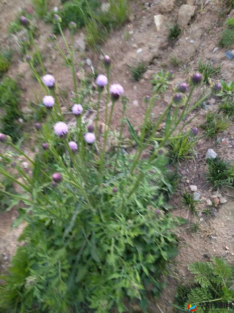 野花社区WWW三无限播放是怎么回事？其特点与优势有哪些？快来了解