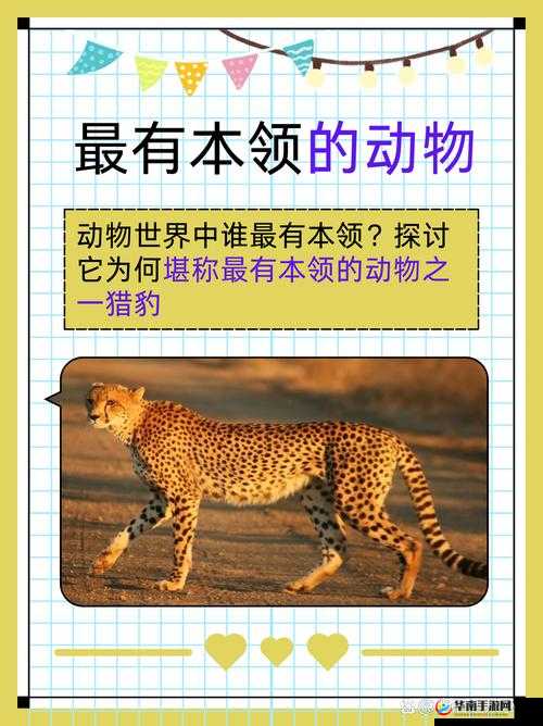 探索美国ZOOM动物-欢迎您的奇妙世界：深入了解动物生活与保护的最新动态