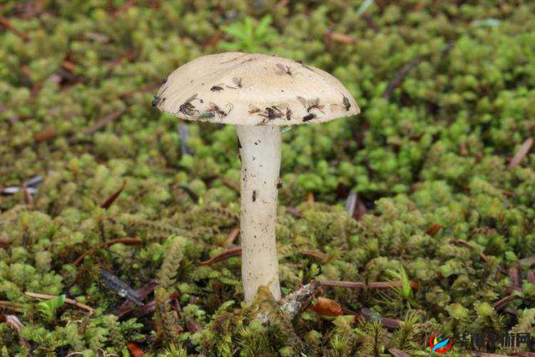 探索69xxxxx蘑菇视频的奇妙世界：揭秘独特内容与视觉盛宴的全新体验