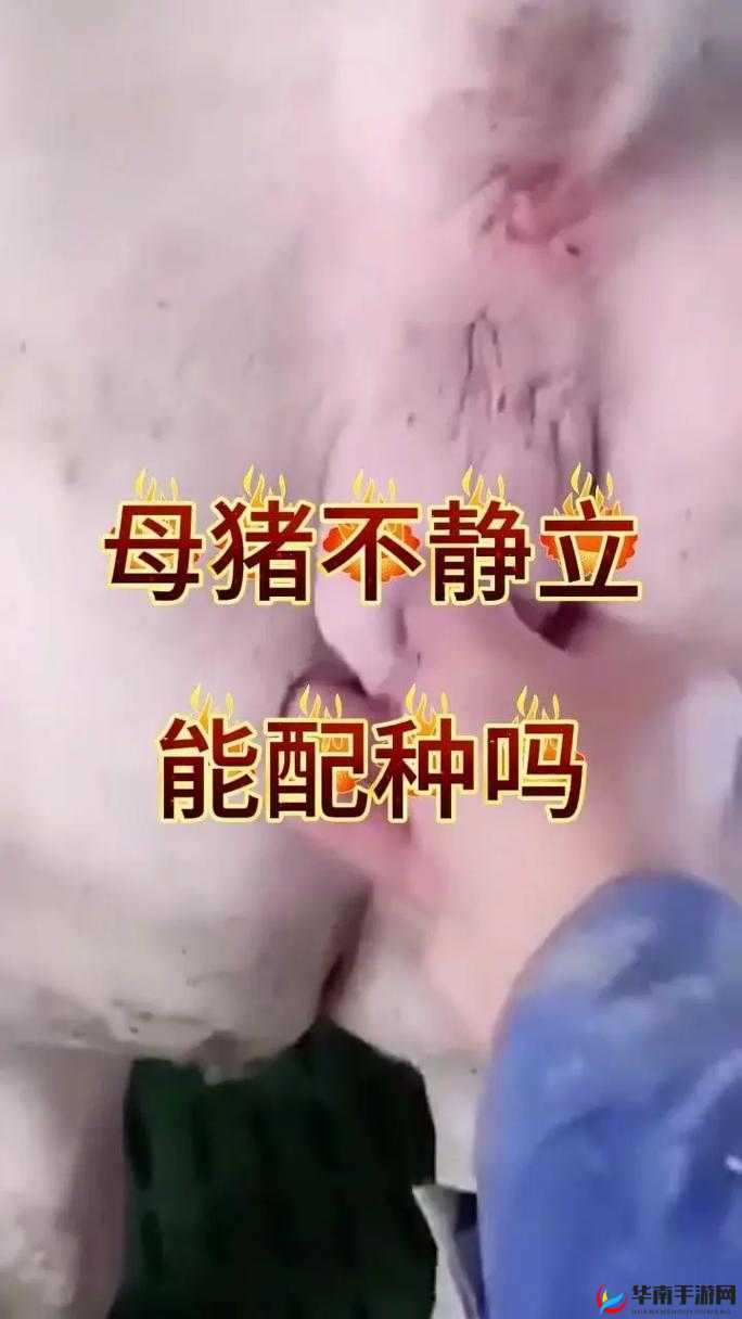 为什么有些女人喜欢和公猪交配？这种行为是否正常？
