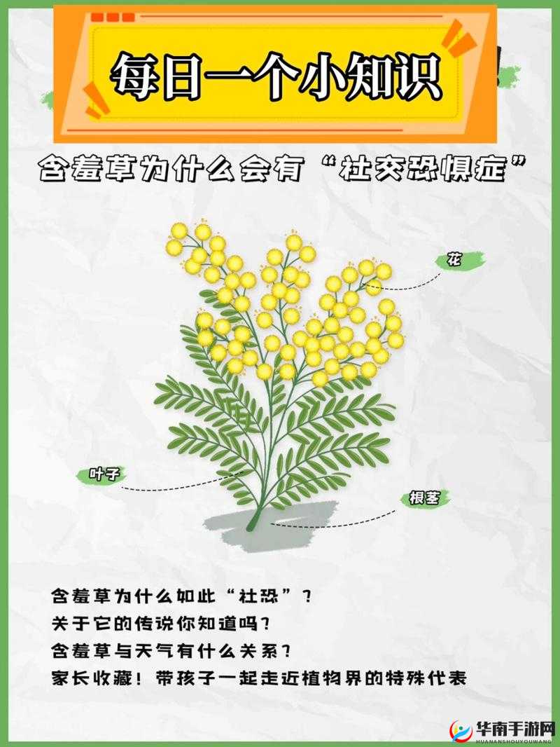 含羞草的神奇作用：探索其在自然疗法和园艺中的多重应用与益处