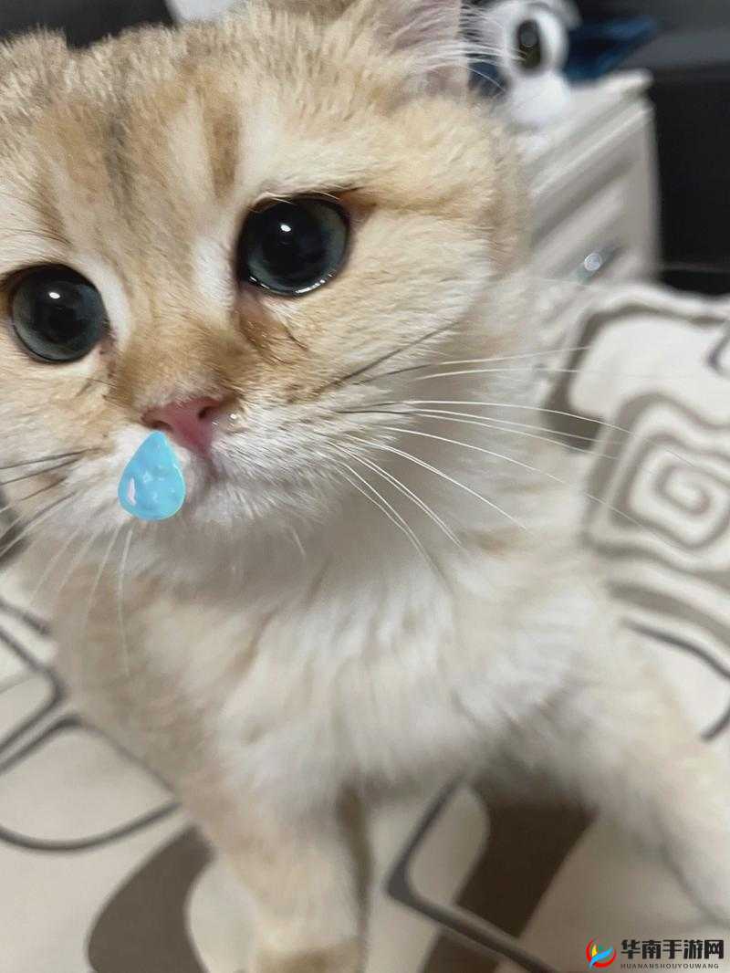猫咪流鼻涕口水怎么回事？原因剖析及应对方法大揭秘