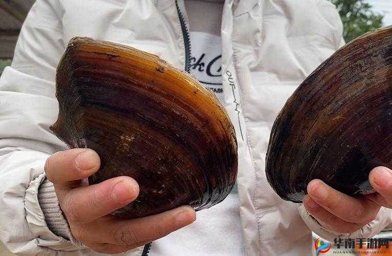 想知道河蚌肉里面黄黄的究竟是什么？快来一探究竟河蚌肉里那黄黄的到底是什么？求解答，揭开神秘面纱疑惑河蚌肉里面黄黄的是什么？求解，期待专业答案