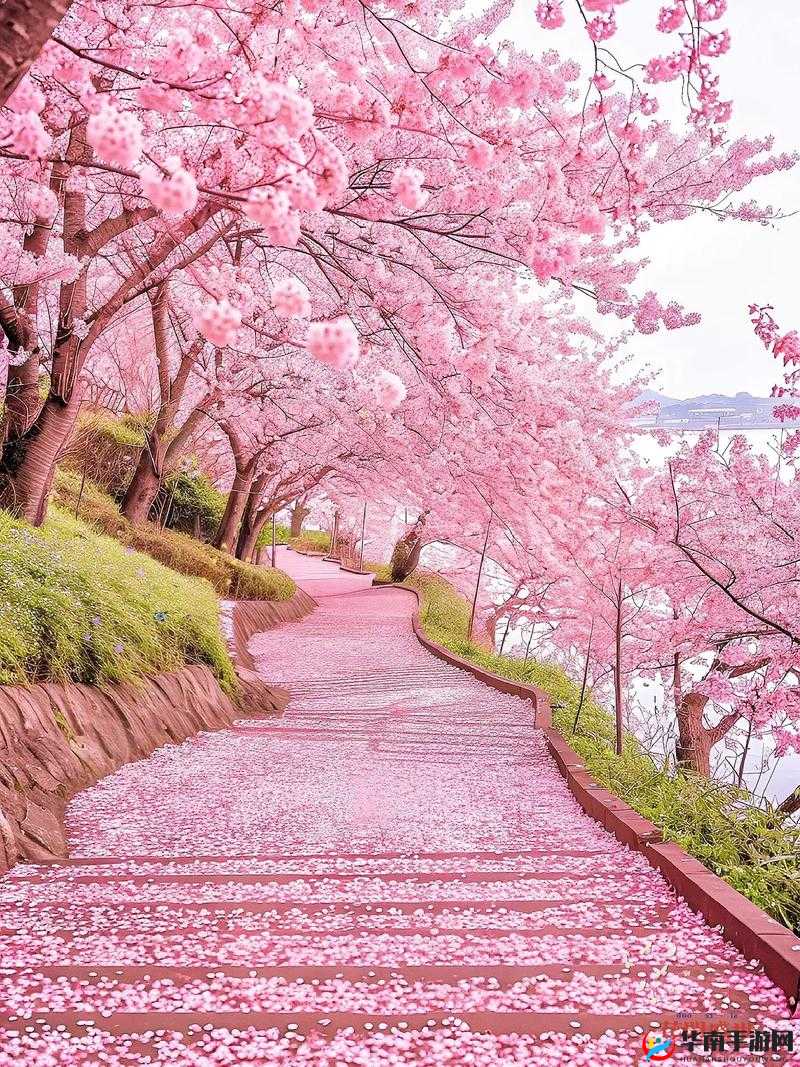 浪漫樱花高清在线观看下载哪里有？如何轻松找到浪漫樱花高清资源？