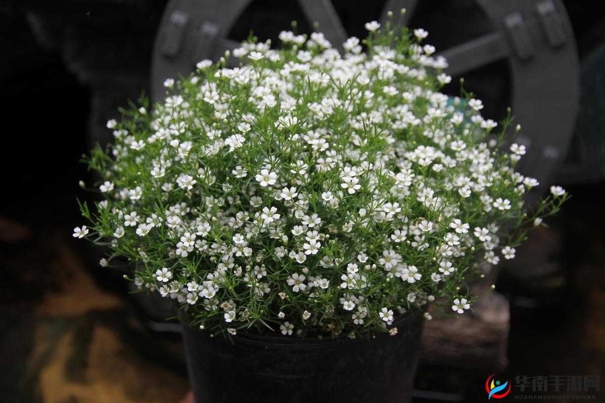 美国 满天星 尺码如何选择？专业医生告诉你答案你是否对美国 满天星 尺码感到困惑？不知道该如何选择适合自己的尺码？别担心，专业医生来解答了解美国 满天星 尺码，选对尺码不是梦想要在美国 满天星 中找到最合适的尺码？快来了解一下尺码的秘密吧美国 满天星 尺码全攻略，让你轻松选对尺码还在为选择美国 满天星 的尺码而烦恼吗？看这里，提供全面的尺码指南，让你轻松选对尺码