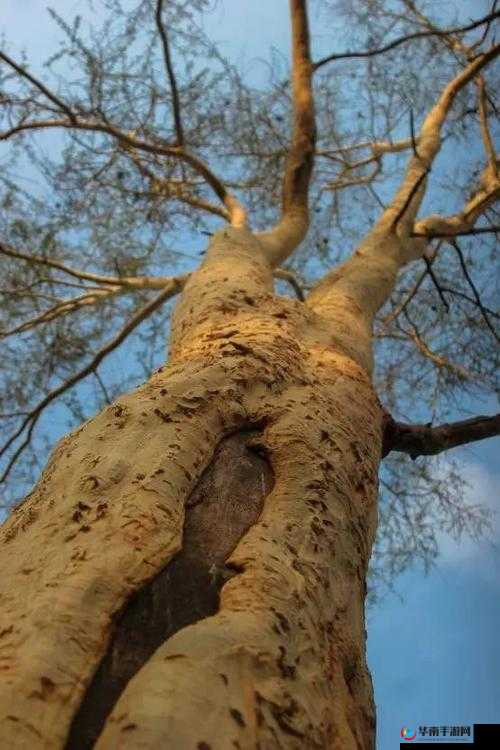 祖母和おばあちゃん到底有何不同？差异全面解析大揭秘探究祖母与おばあちゃん的区别，你真的清楚吗？祖母和おばあちゃん的区别知多少？一文详细解读