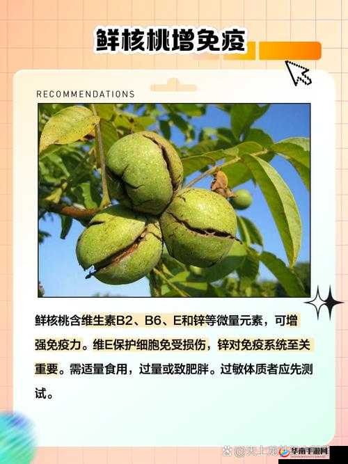 山胡桃的功效与作用及禁忌：全面解析山胡桃的健康益处与食用注意事项