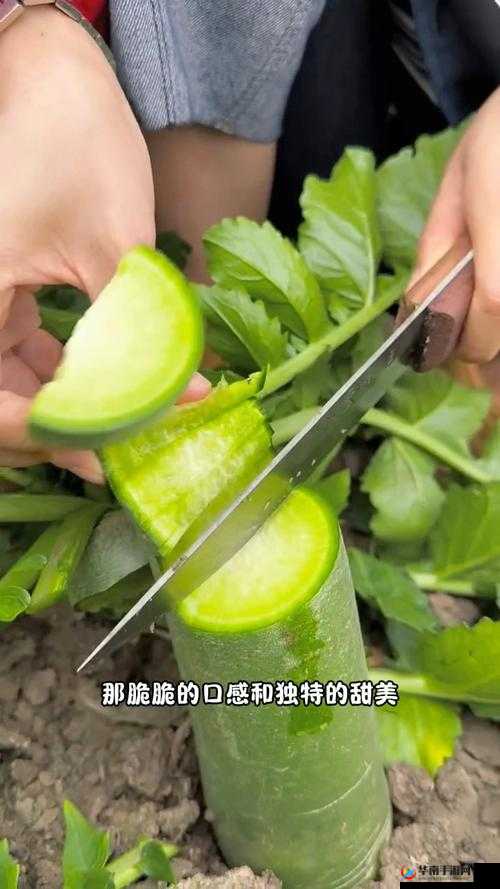 小南吃萝卜原版视频：揭秘她如何轻松享用美味萝卜的独特技巧与乐趣