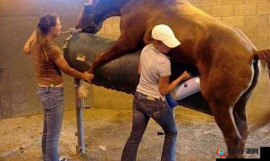 女人和公牛一级毛片：探讨人类与动物关系的深度解析与情感交织