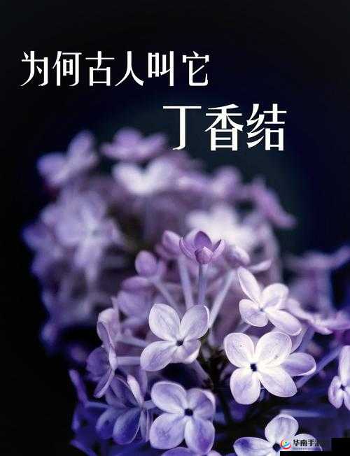 怎样找到丁香花综合永久入口？有哪些途径可以获取？