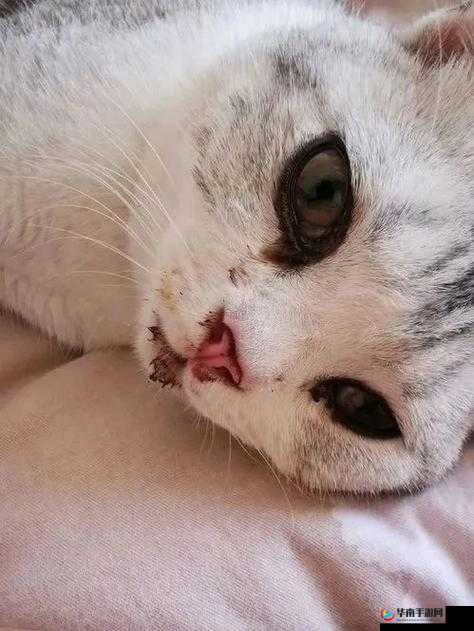 猫口嘴上挂粘液还臭？专家解析可能原因及解决方法，宠物主人必看