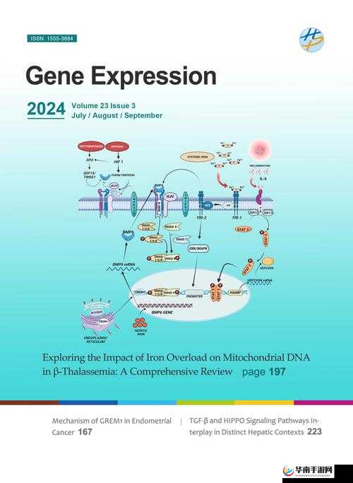 欧美肝交的最新研究进展：科学家揭示其对肝脏健康的影响及潜在治疗策略