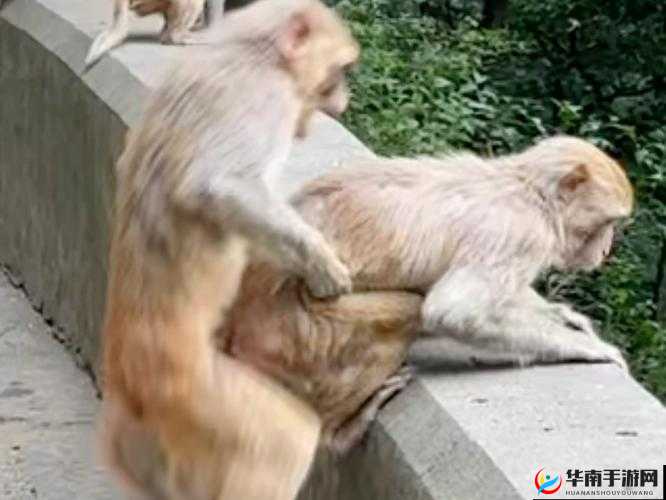 二人生猴子全程免费下载：完整指南与资源分享，轻松获取高清视频教程