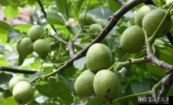 胡桃：养生必备的长寿果，你了解多少？