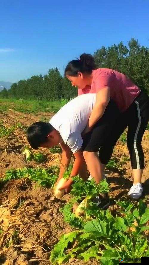 男人和女人一起种萝卜，萝卜丰收后男人和女人把萝卜都拔了出来