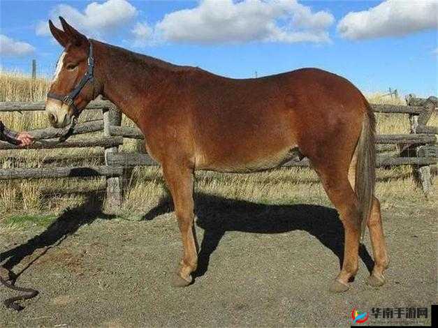 农村骡子配种是怎么回事？深入了解农村骡子配种的全过程及要点