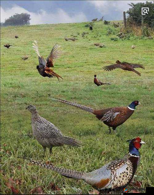 100元1只野鸡一只，如何在家轻松烹饪出美味野鸡大餐？