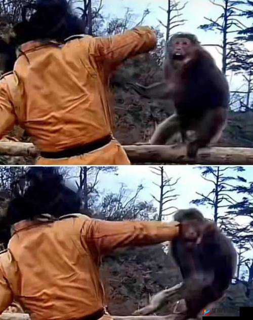 打扑生猴子怎么打?全网求解打扑生猴子的具体打法技巧大揭秘