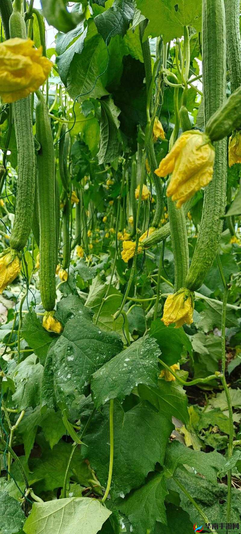 丝瓜秋葵视频在线观看：探索健康蔬菜的独特魅力与烹饪技巧全解析