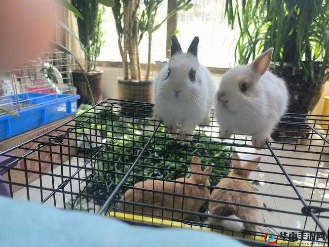 这只兔子看起来好像有什么心事，它在想什么呢？