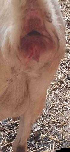 如何判断母羊水门的大小，以便插入合适直径的管子？