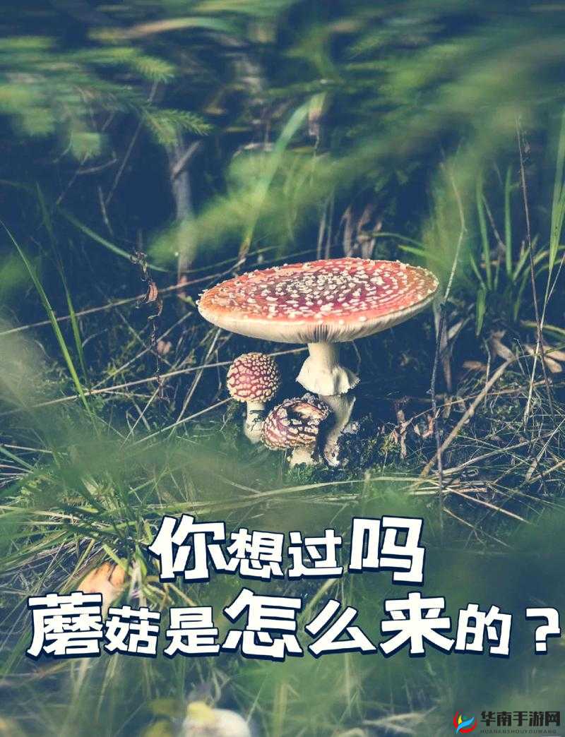 蘑菇mogula的独特魅力：探索其神秘生长环境与健康益处