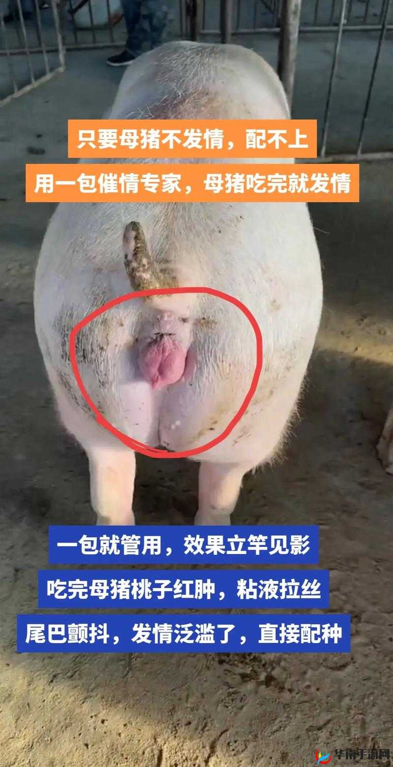 如何通过母猪水门照片判断母猪是否健康？