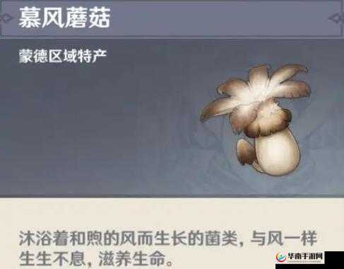 原神慕风蘑菇采集深度解析，解锁高效采集的秘密