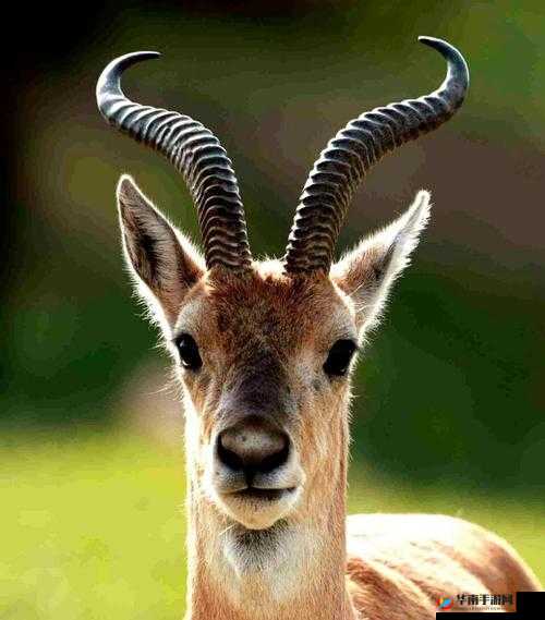 亚洲嫩草的独特魅力与生态价值：如何在家园中培育与保护这一珍贵植物？