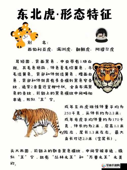 探索精品四虎的独特魅力：深入了解其历史、文化与现代应用的全方位解析