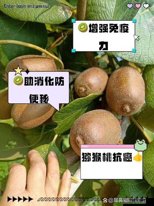 胡桃有哪些营养价值和功效?带你全面了解胡桃的好处与作用