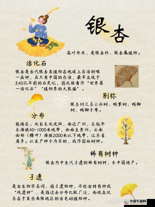 如何利用银杏叶标本进行植物学研究?详细步骤与技巧分享