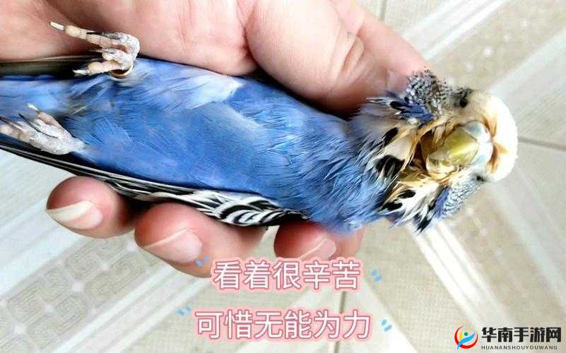 创造与魔法的蓝色鹦鹉探寻之旅，高效管理、资源利用与价值最大化