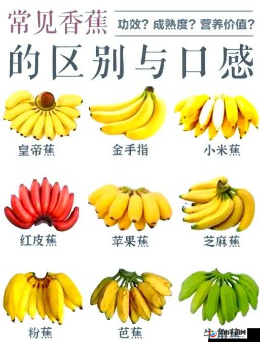 探索96香蕉色成人网站：最新内容与用户体验深度解析，了解其独特魅力与安全指南