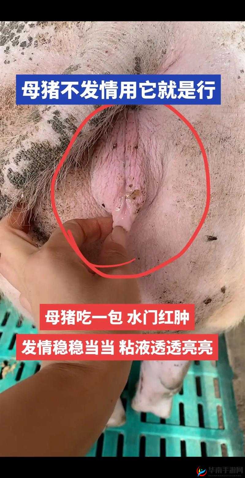 如何看待大水门事件中母猪的表现?