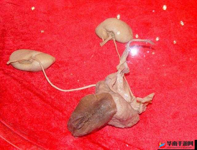 女性医学标本相关知识大揭秘:你知道女性医学标本有哪些重要特征吗?或者:探秘女性医学标本:它们在医学研究中究竟有着怎样独特的意义?