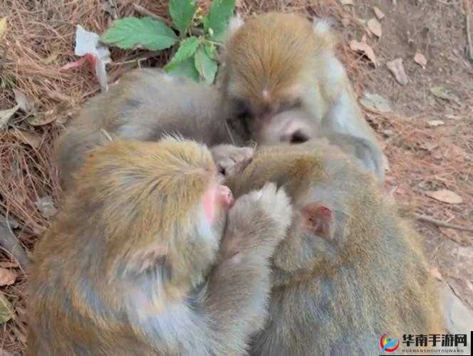 二人生猴子免费观看哪里有？探寻其最佳免费观看资源与渠道