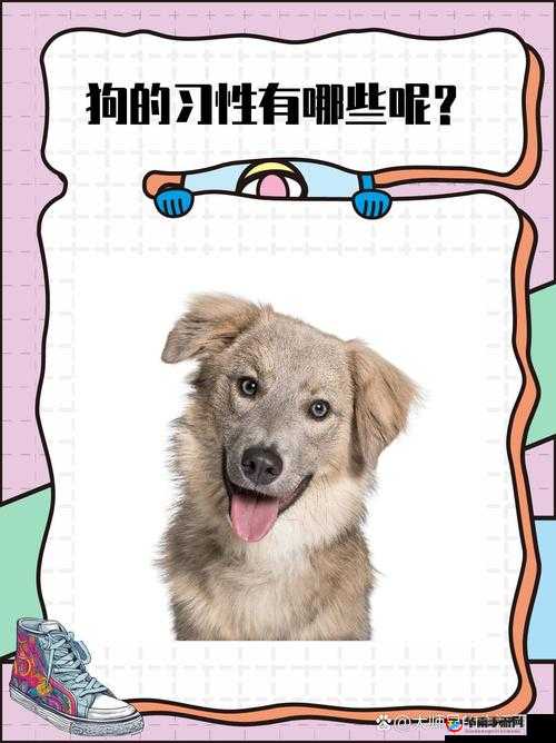 探索狗和人胶配方20分钟：快速制作与高效应用的详细指南与实用技巧