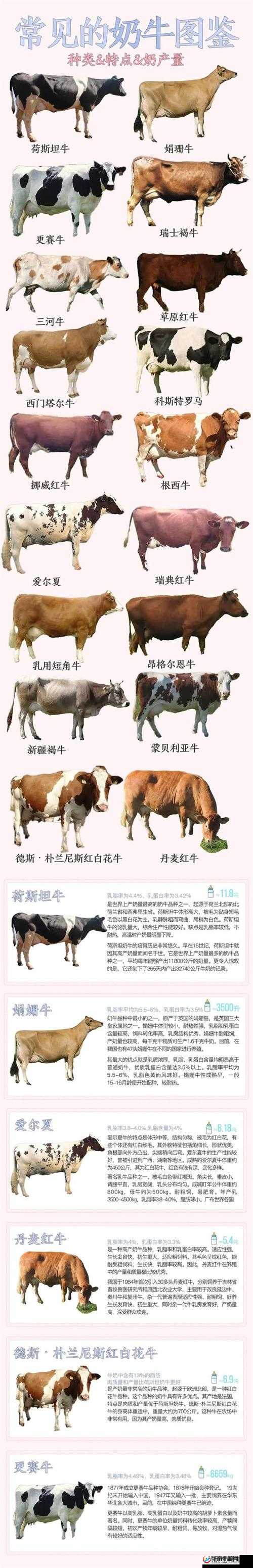 什么是奶牛(NPH)?带你了解奶牛(NPH)的真正含义与相关信息