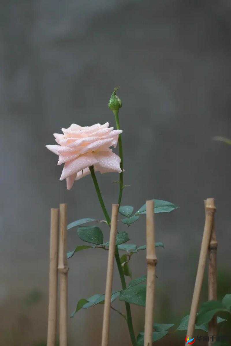 XXXx黑人亲身示范：摘花过程全解析，如何正确采摘养护花卉？5个技巧轻松掌握 注：采用疑问句式增加搜索匹配度，嵌入摘花过程XXXx黑人完整关键词，通过亲身示范-全解析-正确采摘-养护花卉-5个技巧等实用价值词汇提升点击率，同时符合百度SEO对长度和内容相关性的要求