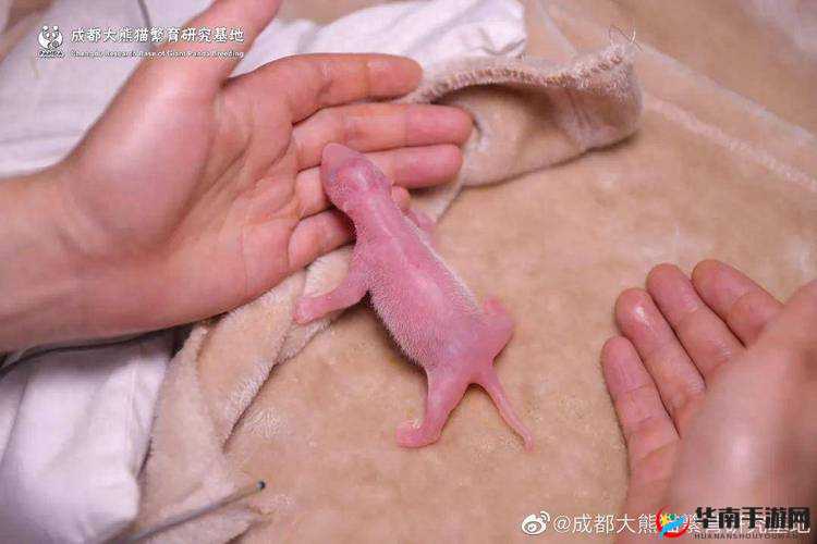 为什么大熊猫的水门是粉色的？