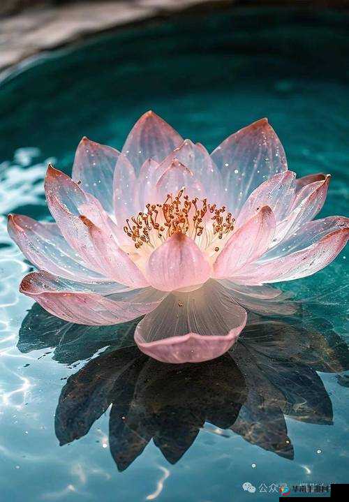 新疆女人活体莲花的神秘形态:揭开其独特魅力与自然奇观的真实面貌