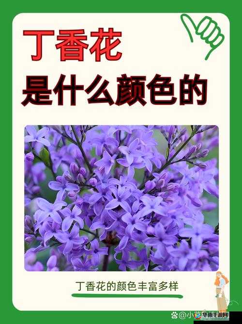 五月丁香六月综合，你了解多少？