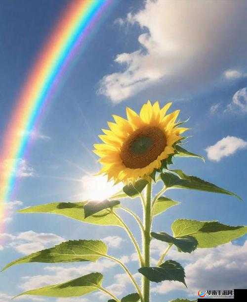 如何正确使用向日葵草莓视频 ios?这里有你需要的答案