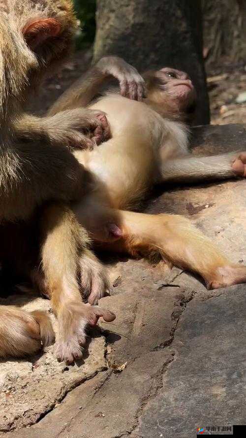 生猴子不盖被子视频：揭秘猴子夜间睡觉的真实状态，网友直呼太可爱