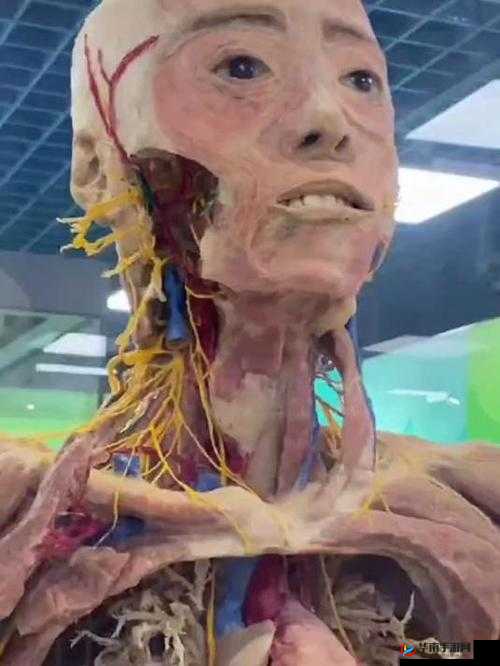 如何通过真人标本进行精准人体解剖学研究?详细步骤与案例分析