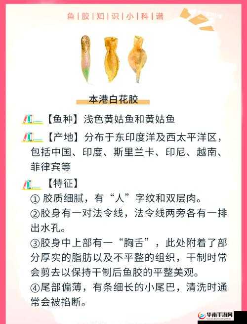 探寻 100% 纯天然动物胶配方的秘密：为何它成为行业翘楚？
