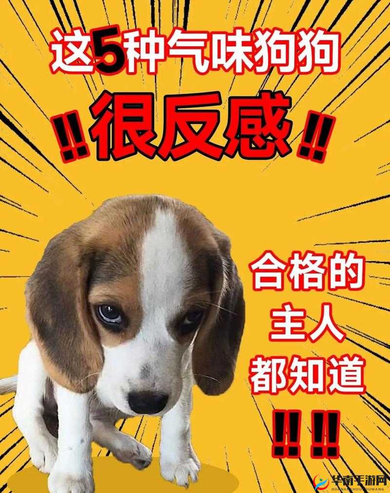 抖 S 狗狗：为何要乖乖听主人的话？探寻背后的秘密