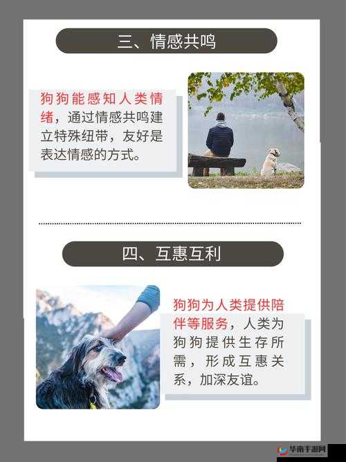 看狗给人配上大片：揭秘宠物与主人之间的神秘默契与情感纽带